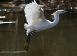 Snowy Egret (Egretta thula)