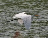Great Egret (Ardea alba) - ägretthäger