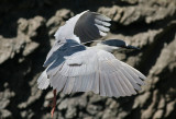 Black-Crowned Night Heron (Nycticorax