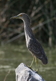 Black-Crowned Night Heron (Nycticorax nycticorax)