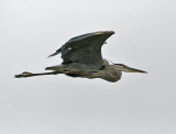 Great Blue Heron (Ardea herodias)