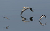 Grey Heron (Ardea cinerea) with Redshank and Oystercatcher