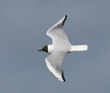 Black-headed Gull (Larus ridibundus) - skrattmås