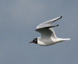 Black-headed Gull (Larus ridibundus) - skrattmås
