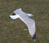 Herring Gull (Larus argentatus) - gråtrut