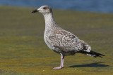Herring Gull (Larus argentatus) - gråtrut