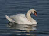 Mute Swan (Cygnus olor)
