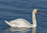 Mute Swan (Cygnus olor)