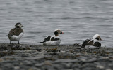 Long-tailed Duck (Clangula hyemalis)