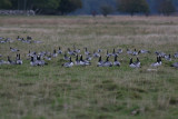 Barnacle Goose (Branta leucopsis) - vitkindad gås