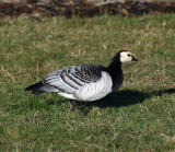 Barnacle Goose (Branta leucopsis) - vitkindad gås