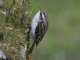 Eurasian Tree-Creeper (Certhia familiaris)