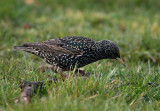 Common Starling (Sturnus vulgaris)