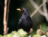 Eurasian Blackbird (Turdus merula)