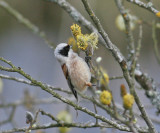 Penduline Tit (Remiz pendulinus)