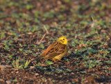 Yellowhammer (Emeriza citrinella)