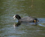 Common Coot (Fulica atra)