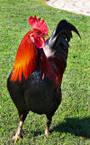 Rooster
