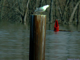 Noisey gull.jpg(199)