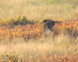 Northern Harrier