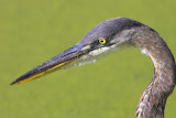 Blue Heron Looking