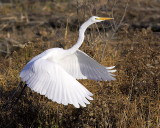Egret Takes Flight