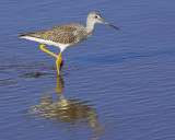 Yellowlegs