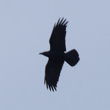 Raven - about the only birdlife up top