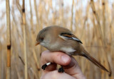 Bearded Parrotbill (Skäggmes) Panurus biarmicus