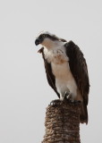 Osprey (Fiskgjuse) Pandion haliaetus