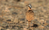 Cream-coloured Courser (Ökenlöpare) Cursorius cursor