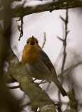 Robin (Rödhake) Erithacus rubecula
