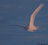 Harfang des Neiges / Snowy Owl