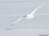 Harfang des Neiges / Snowy Owl