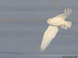 Harfang des Neiges Mâle / Snowy Owl