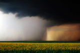Drama