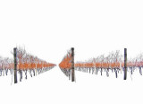 Vineyard, Vrsac