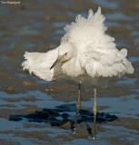 Kleine zilverreiger - Little Egret - Egretta Garzetta