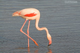 Flamingo - Greater Flamingo - Phoenicopterus Ruber