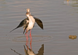 Steltkluut - Blackwinged stilt - Himantopus Homantopus