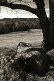 Stump, Rock. Tree and Field