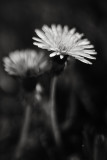 Two Dandelions