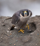 pt fermin tiercel 2006 (56D)