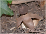 Grote vierslippige aardster spec.