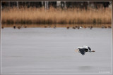 Blauwe reiger - Ardea cinerea