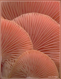 zalmzwam