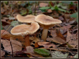 boter collybia