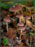 P1160502kopie.jpg