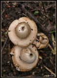 gewimperde aardster