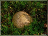 aardappelbovist